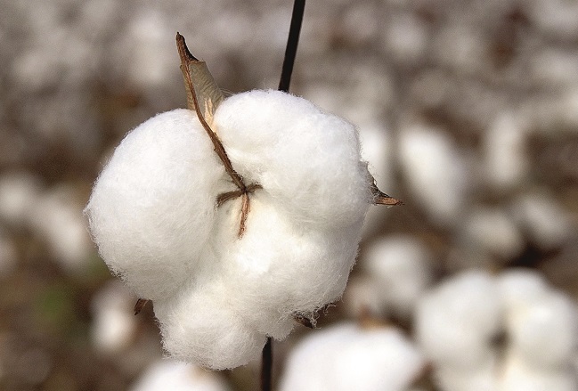 Floods And Heavy Rains Impacts Pakistan S Cotton Arrival