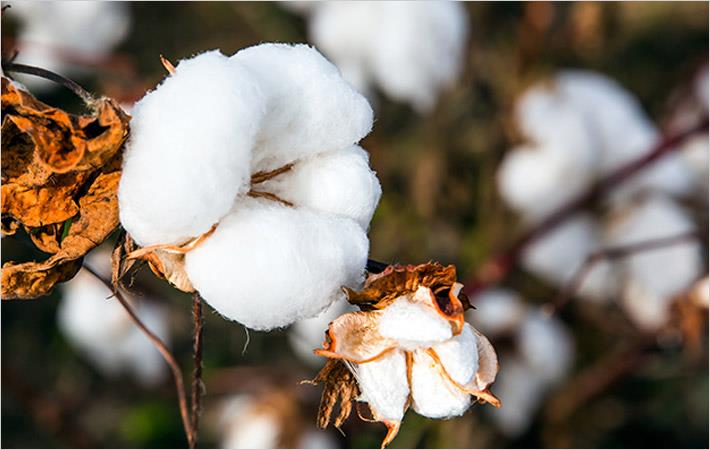 Reemergence of Organic cotton in fashion trends