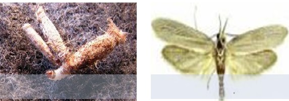 Figure 2: The case bearing clothes moth Tinaea pellionella also known as Fur moth