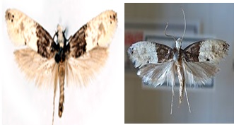 Figure 3: The Tapestry moth, Trichophaga tapetzella