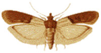 moth-3.jpg