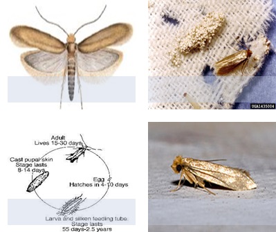 A review on woolen cloth’s moth and its remedies ...