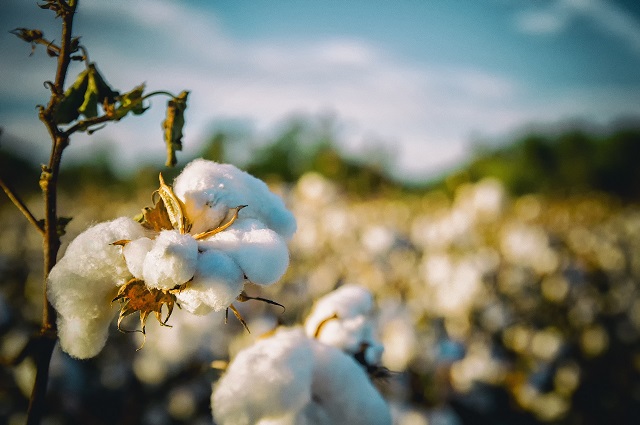 Cotton-yarn-update-April-2020