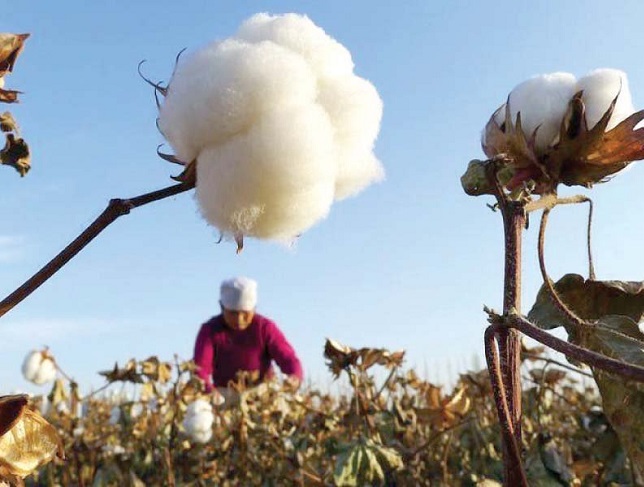 1 bale cotton makes how many things?