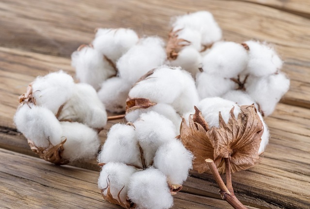 Cotton price outlook, September 2022