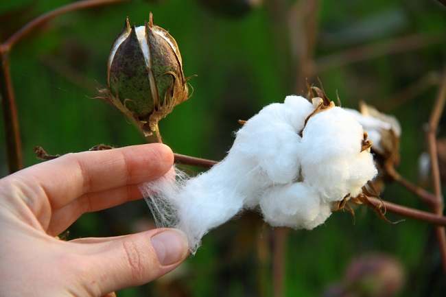 Cotton