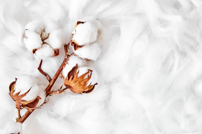 Global cotton benchmarks remain unstable during past month