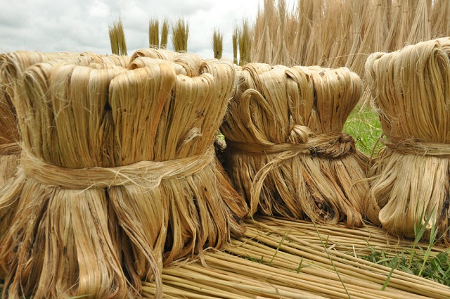 Jute should get attention like RMG industry: PM