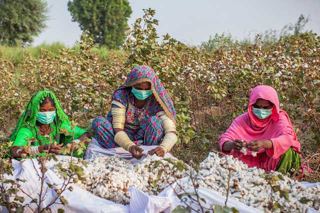 Pakistan faces shortfall in cotton production