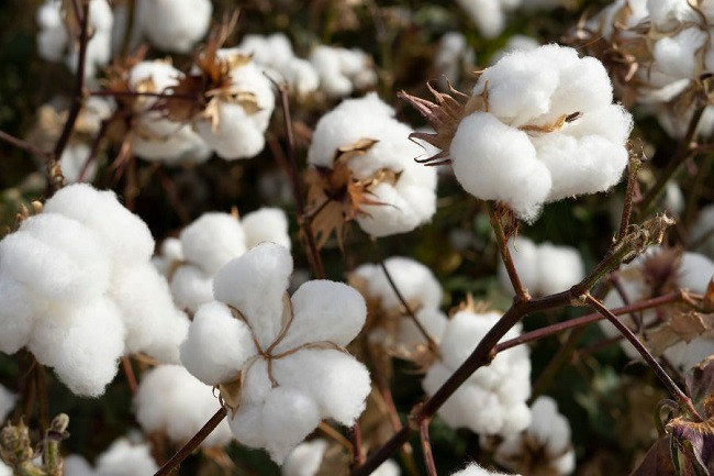 Gujarat cotton exports fall to 15-year low
