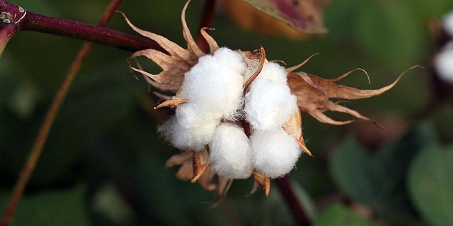 Kenya to revive domestic cotton industry