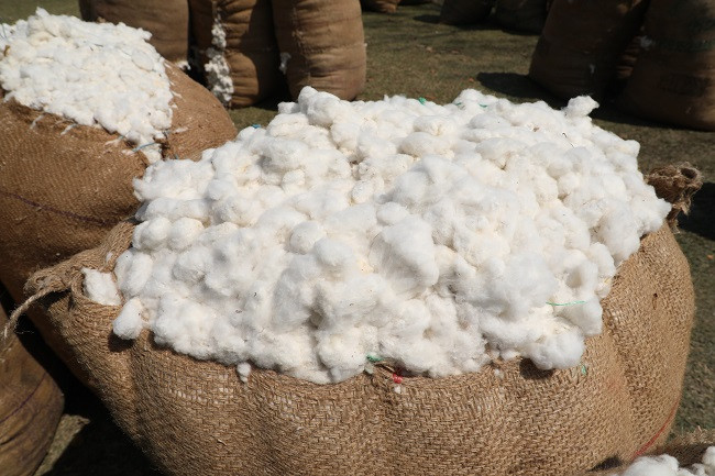 World Cotton Day 2024 celebrated with theme “Weaving a Beautiful Future for Cotton”