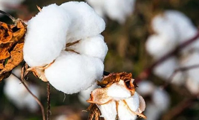 Agriculture Expert Suggests Early Cultivation Of Cotton Alleviating ...