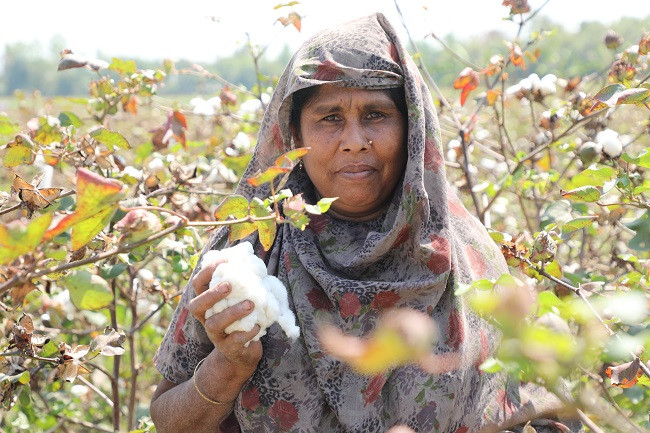 Cotton cultivation under threat in India, need sustainable solutions