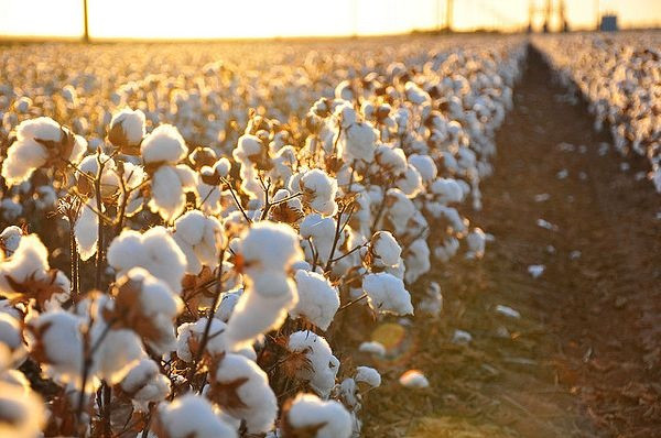 Uzbekistan importing raw cotton for high-value finished products