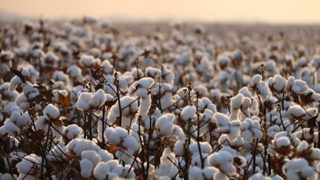 Bangladesh's cotton crisis turns into a strategic bottleneck ahead of LDC graduation