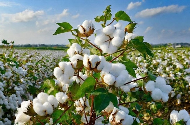 Global cotton balance turns tighter as demand hits six-year high 